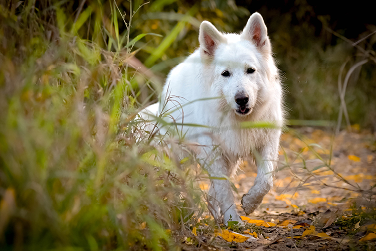 Auf diesem Bild sehen Sie einen weißen Schäferhund, der gerade auf die Fotografin zuläuft